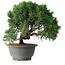 Juniperus chinensis Kishu, 23 cm, ± 12 years old