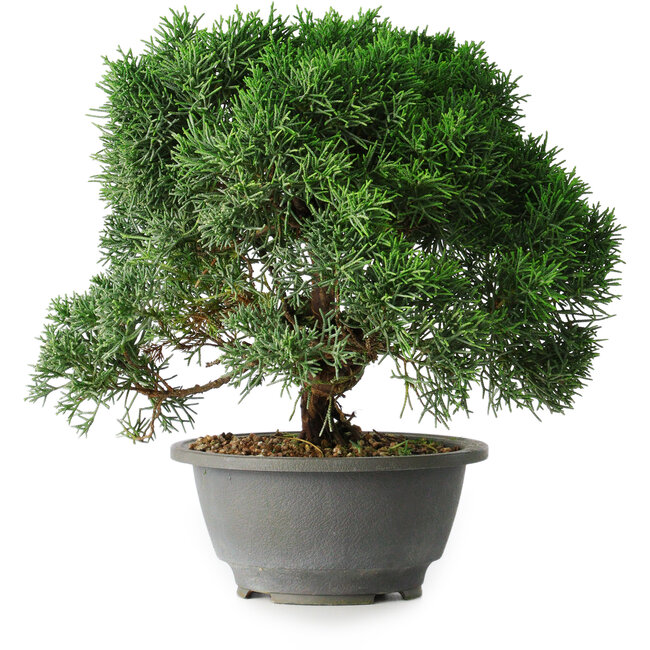 Juniperus chinensis Kishu, 23 cm, ± 12 anni