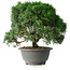 Juniperus chinensis Kishu, 23 cm, ± 12 Jahre alt