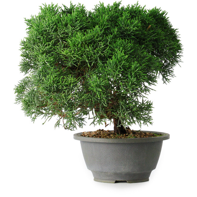 Juniperus chinensis Kishu, 23 cm, ± 12 Jahre alt