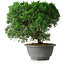Juniperus chinensis Kishu, 23 cm, ± 12 ans