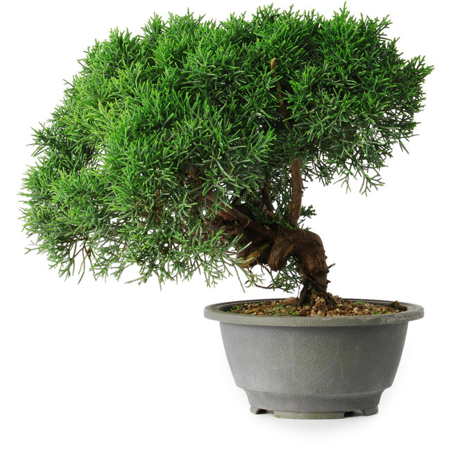 Juniperus chinensis Kishu, 23 cm, ± 12 anni