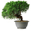 Juniperus chinensis Kishu, 23 cm, ± 12 ans