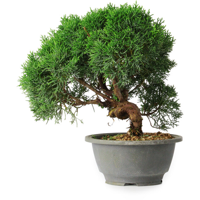 Juniperus chinensis Kishu, 23 cm, ± 12 Jahre alt