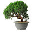 Juniperus chinensis Kishu, 23 cm, ± 12 jaar oud