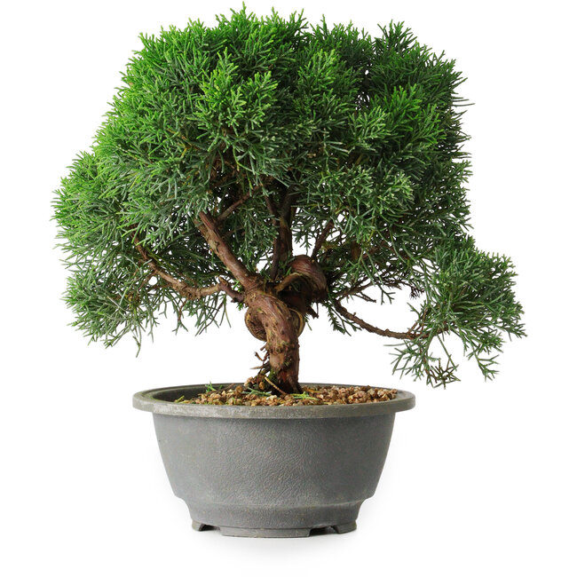 Juniperus chinensis Kishu, 23 cm, ± 12 Jahre alt
