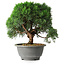 Juniperus chinensis Kishu, 23 cm, ± 12 jaar oud