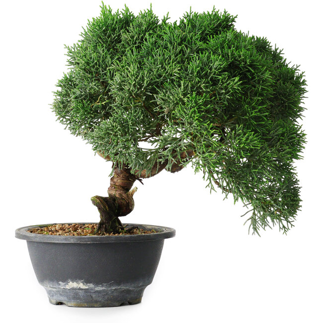 Juniperus chinensis Kishu, 23 cm, ± 12 Jahre alt