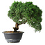 Juniperus chinensis Kishu, 23 cm, ± 12 ans