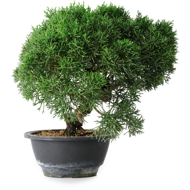 Juniperus chinensis Kishu, 23 cm, ± 12 jaar oud