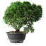 Juniperus chinensis Kishu, 23 cm, ± 12 jaar oud