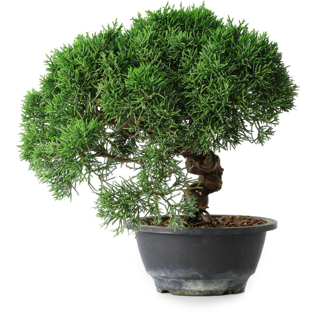 Juniperus chinensis Kishu, 23 cm, ± 12 jaar oud