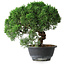 Juniperus chinensis Kishu, 23 cm, ± 12 años