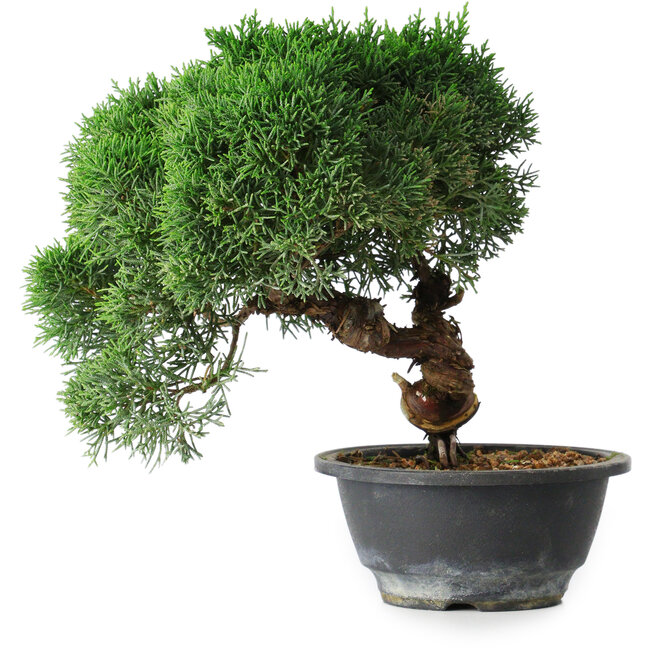 Juniperus chinensis Kishu, 23 cm, ± 12 Jahre alt