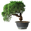 Juniperus chinensis Kishu, 23 cm, ± 12 jaar oud
