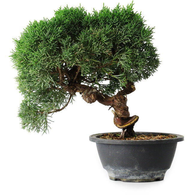 Juniperus chinensis Kishu, 23 cm, ± 12 years old
