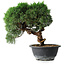 Juniperus chinensis Kishu, 23 cm, ± 12 Jahre alt
