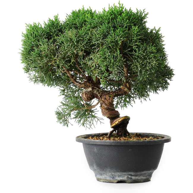 Juniperus chinensis Kishu, 23 cm, ± 12 jaar oud