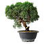 Juniperus chinensis Kishu, 23 cm, ± 12 años