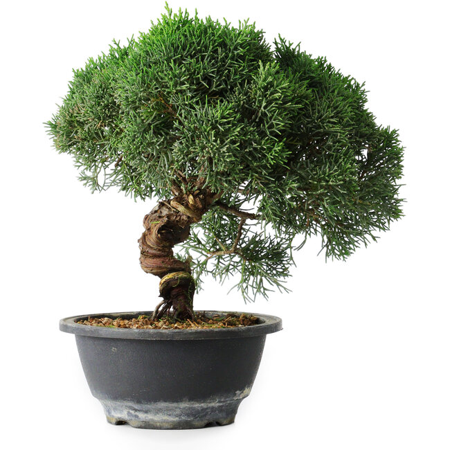 Juniperus chinensis Kishu, 23 cm, ± 12 jaar oud