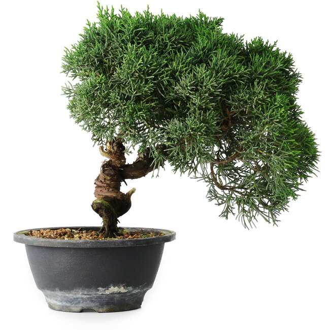 Juniperus chinensis Kishu, 23 cm, ± 12 Jahre alt