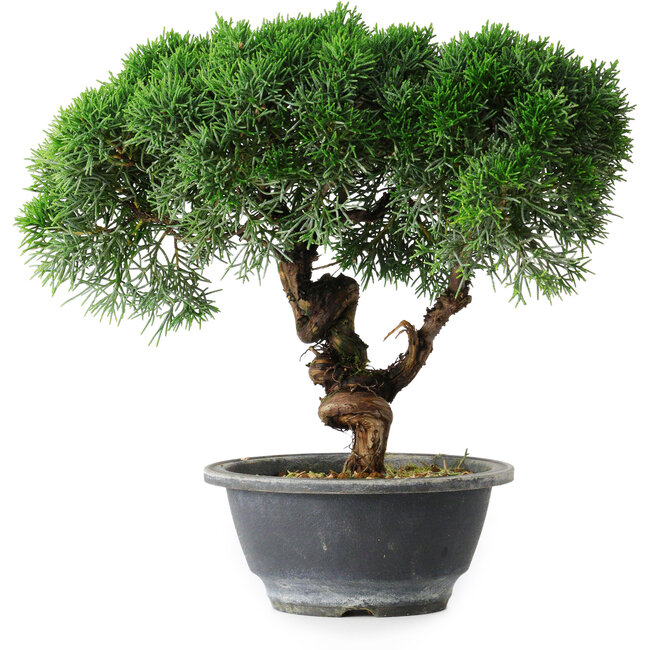 Juniperus chinensis Kishu, 23 cm, ± 15 ans