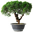 Juniperus chinensis Kishu, 23 cm, ± 15 ans