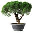 Juniperus chinensis Kishu, 23 cm, ± 15 Jahre alt