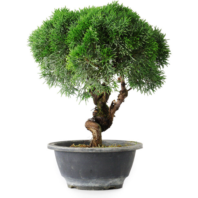 Juniperus chinensis Kishu, 23 cm, ± 15 ans