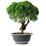 Juniperus chinensis Kishu, 23 cm, ± 15 Jahre alt