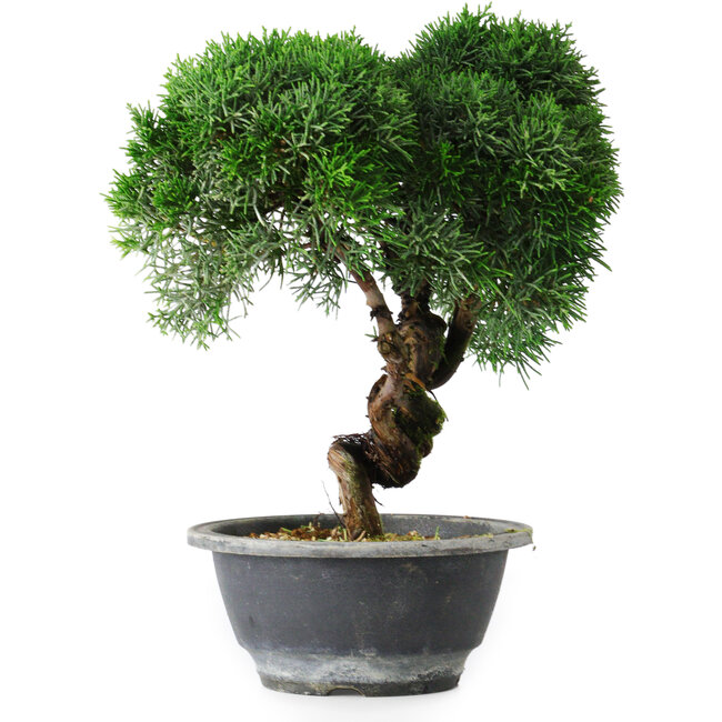 Juniperus chinensis Kishu, 23 cm, ± 15 Jahre alt