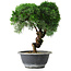 Juniperus chinensis Kishu, 23 cm, ± 15 jaar oud