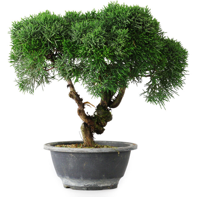 Juniperus chinensis Kishu, 23 cm, ± 15 jaar oud
