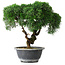 Juniperus chinensis Kishu, 23 cm, ± 15 años