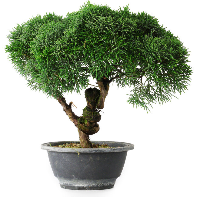 Juniperus chinensis Kishu, 23 cm, ± 15 Jahre alt