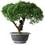 Juniperus chinensis Kishu, 23 cm, ± 15 ans