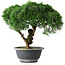Juniperus chinensis Kishu, 23 cm, ± 15 years old