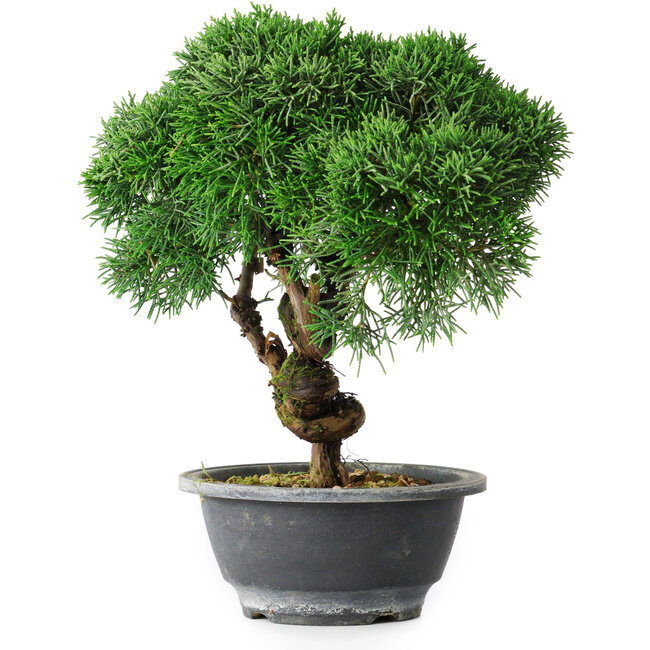 Juniperus chinensis Kishu, 23 cm, ± 15 anni