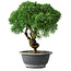 Juniperus chinensis Kishu, 23 cm, ± 15 ans