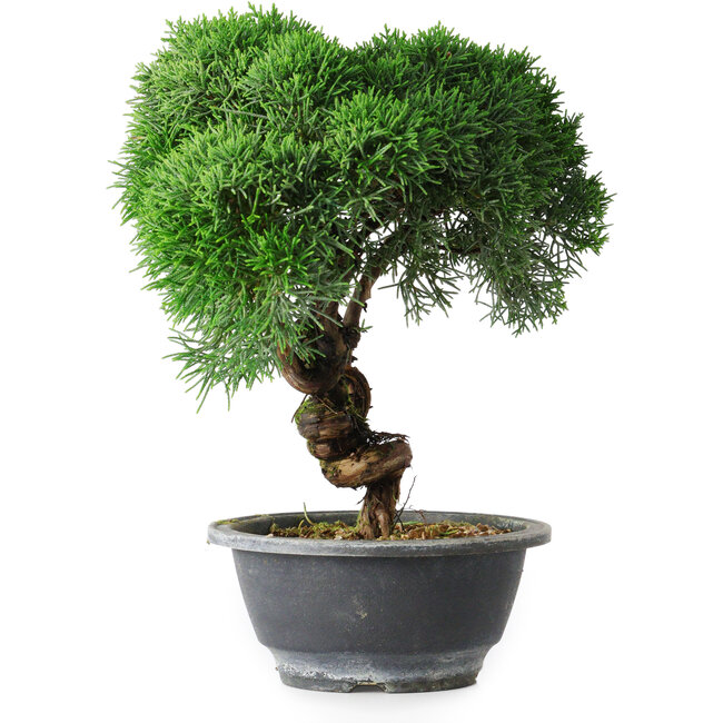 Juniperus chinensis Kishu, 23 cm, ± 15 años