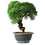Juniperus chinensis Kishu, 23 cm, ± 15 anni