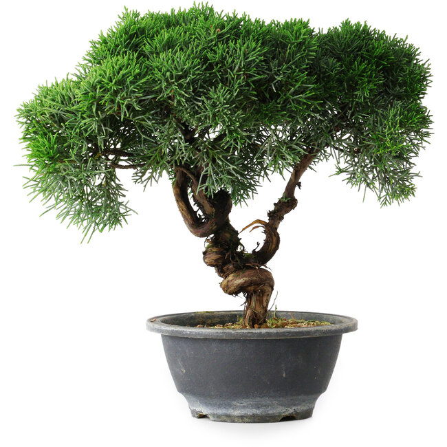 Juniperus chinensis Kishu, 23 cm, ± 15 Jahre alt