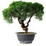 Juniperus chinensis Kishu, 23 cm, ± 15 ans