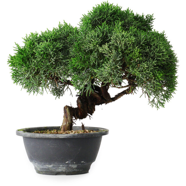 Juniperus chinensis Kishu, 23 cm, ± 15 Jahre alt