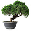Juniperus chinensis Kishu, 23 cm, ± 15 jaar oud