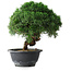 Juniperus chinensis Kishu, 23 cm, ± 15 años