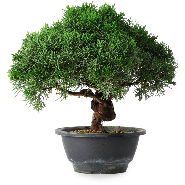 Juniperus chinensis Kishu, 23 cm, ± 15 Jahre alt