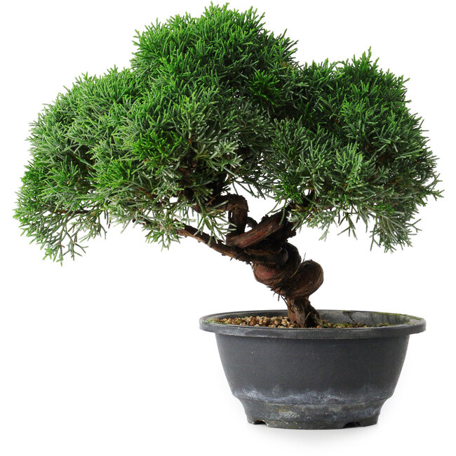 Juniperus chinensis Kishu, 23 cm, ± 15 anni