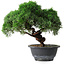 Juniperus chinensis Kishu, 23 cm, ± 15 jaar oud