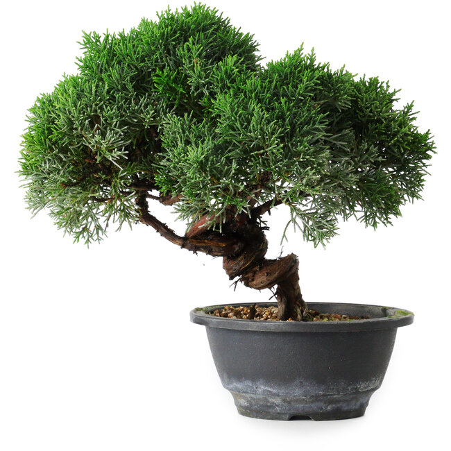 Juniperus chinensis Kishu, 23 cm, ± 15 years old